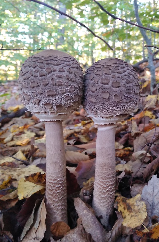 bedľa vysoká Macrolepiota procera (Scop.) Singer