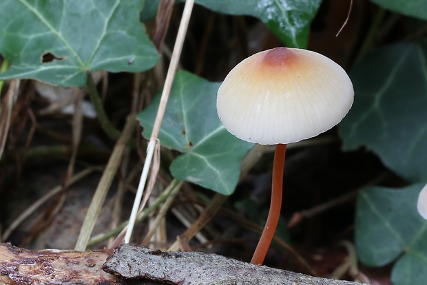 prilbička šafranová Mycena crocata (Schrad.) P. Kumm.