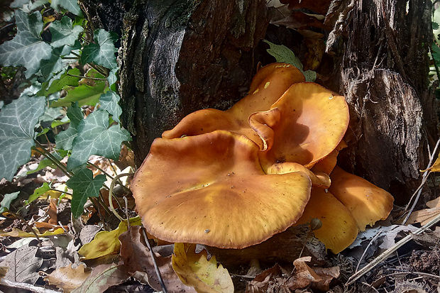 kališník hnedooranžový Omphalotus olearius (DC.) Singer