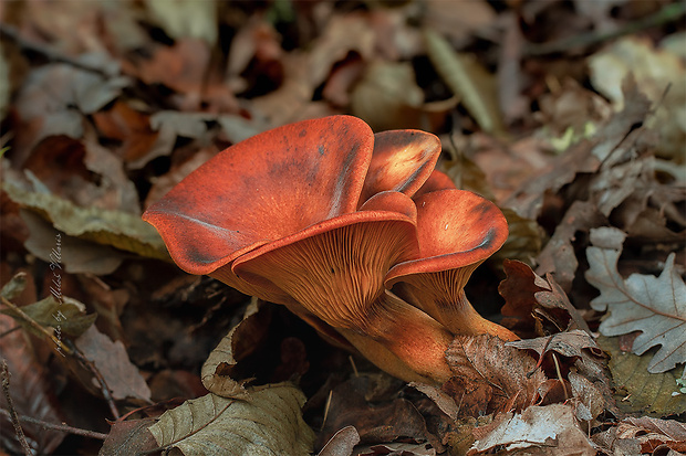 kališník hnedooranžový Omphalotus olearius (DC.) Singer