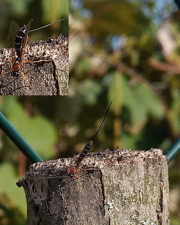 lumok ♀ Perithous scurra (Panzer, 1804)