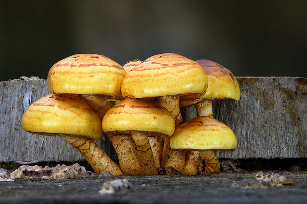 šupinovka slizká Pholiota adiposa (Batsch) P. Kumm.