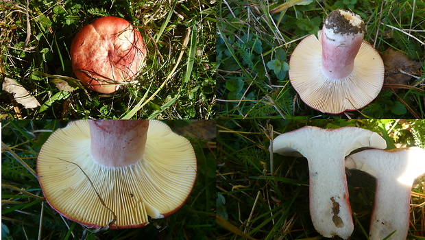 plávka krvavá Russula sanguinaria (Schumach.) Rauschert