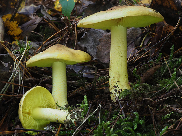 čírovka sírovožltá Tricholoma sulphureum (Bull.) P. Kumm.