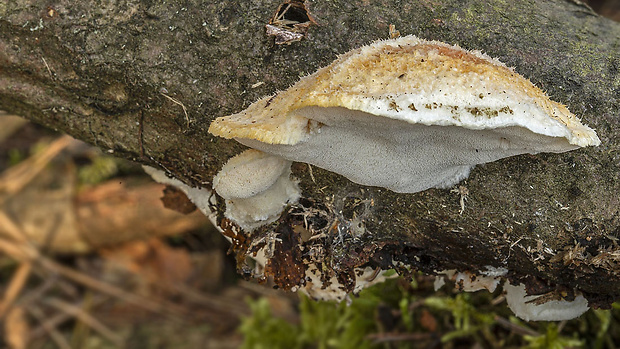 tvarohovec Tyromyces sp.