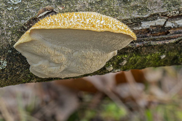 tvarohovec Tyromyces sp.