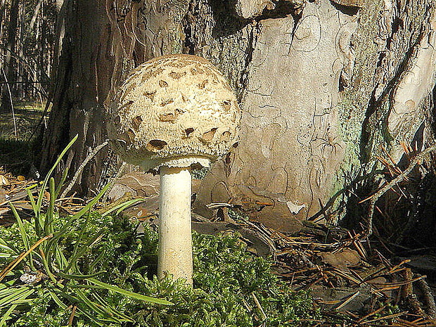 bedľa vysoká Macrolepiota procera (Scop.) Singer