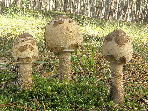 bedľa vysoká Macrolepiota procera (Scop.) Singer