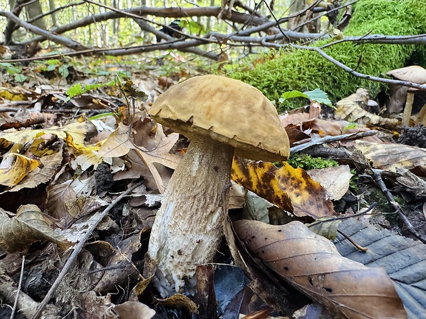 kozák hrabový Leccinum pseudoscabrum (Kallenb.) Šutara