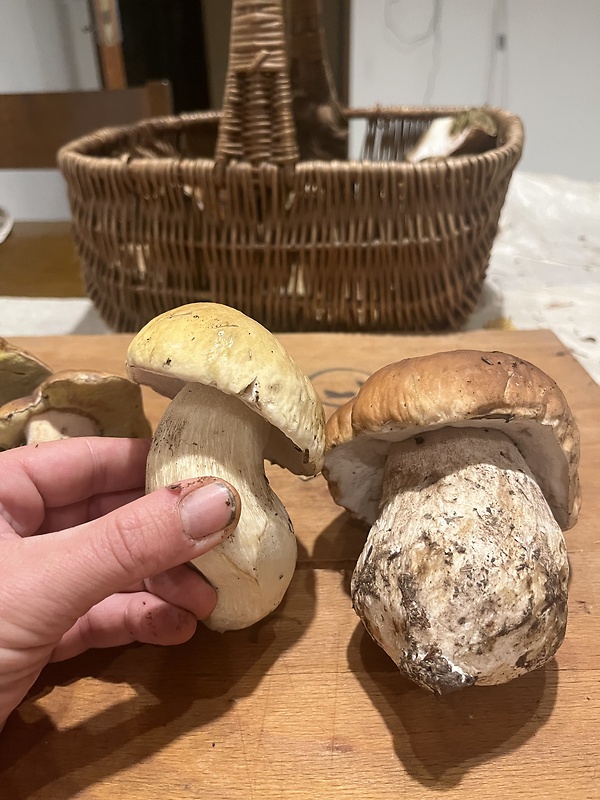 hríb smrekový citrónový Boletus edulis f. citrinus  Boletus edulis f. citrinus