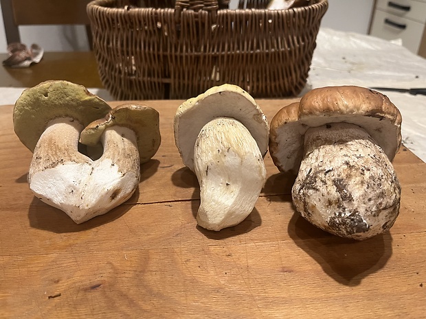 hríb smrekový citrónový Boletus edulis f. citrinus Boletus edulis f. citrinus