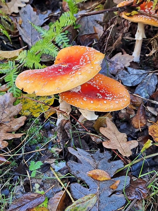 muchotrávka červená Amanita muscaria (L.) Lam.