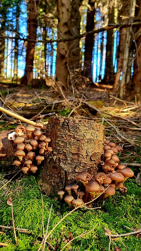 podpňovka obyčajná Armillaria mellea (Vahl) P. Kumm.