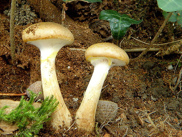 podpňovka obyčajná Armillaria mellea (Vahl) P. Kumm.