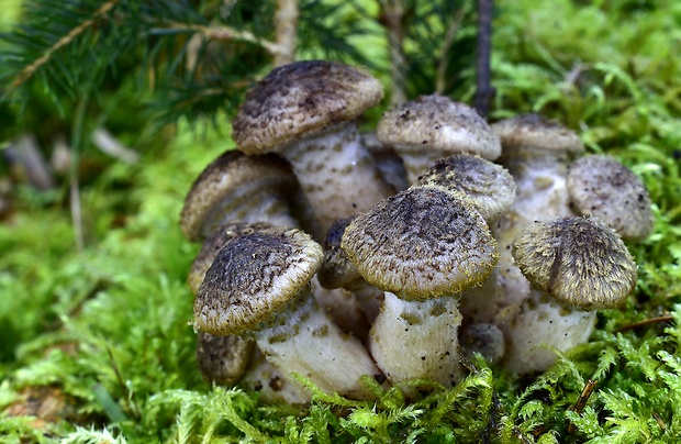 podpňovka tmavá Armillaria ostoyae (Romagn.) Herink