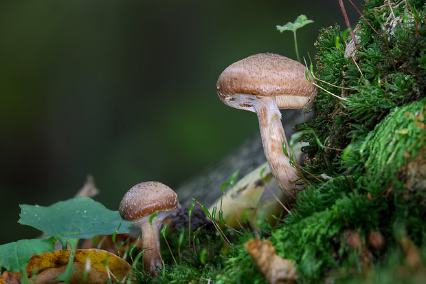 podpňovka Armillaria sp.