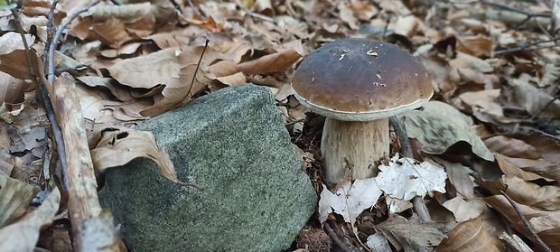 hríb smrekový Boletus edulis Bull.