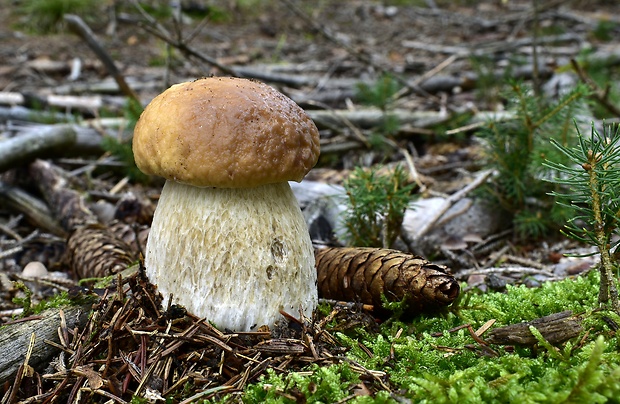 hríb smrekový Boletus edulis Bull.