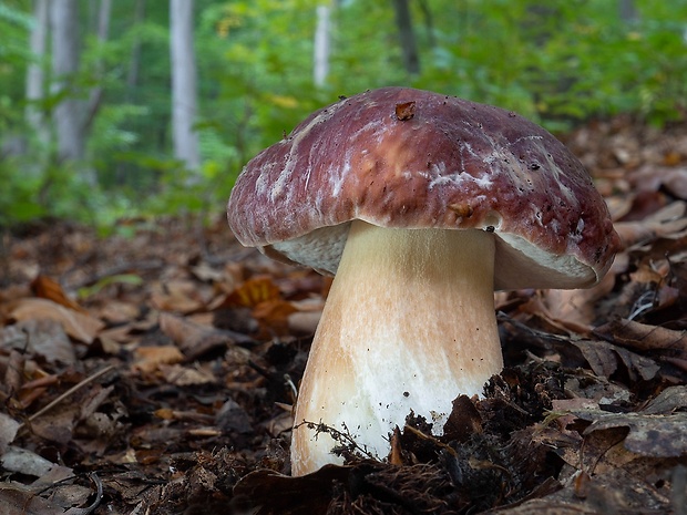 hríb sosnový Boletus pinophilus Pil. et Dermek in Pil.