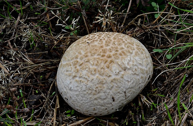 rozpadavec krehký Calvatia cyathiformis (Bosc) Morgan