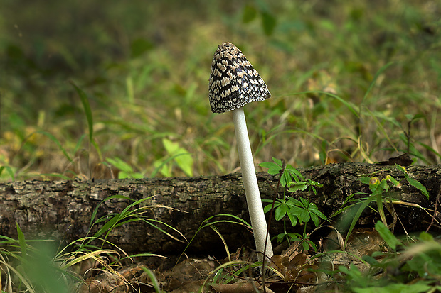 hnojník strakatý Coprinopsis picacea (Bull.) Redhead, Vilgalys & Moncalvo