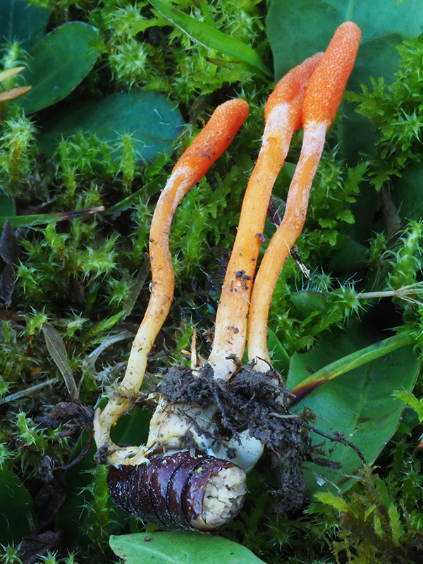 žezlovka hmyzová Cordyceps militaris (Fr.) Link