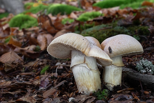 pavučinovec inovaťový Cortinarius caperatus (Pers.) Fr.