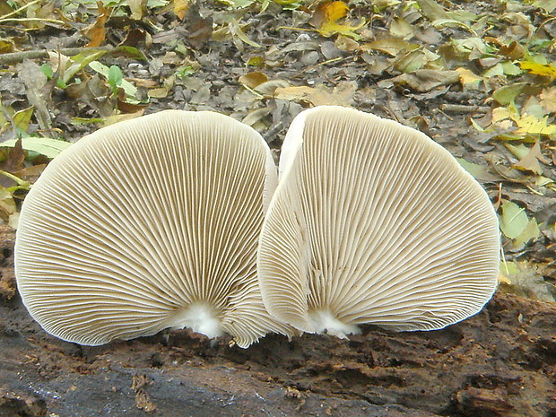 pahliva Crepidotus sp.