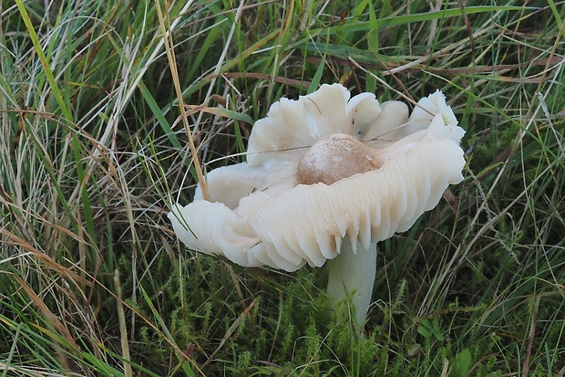 lúčnica výstredná Cuphophyllus fornicatus (Fr.) Lodge, Padamsee & Vizzini