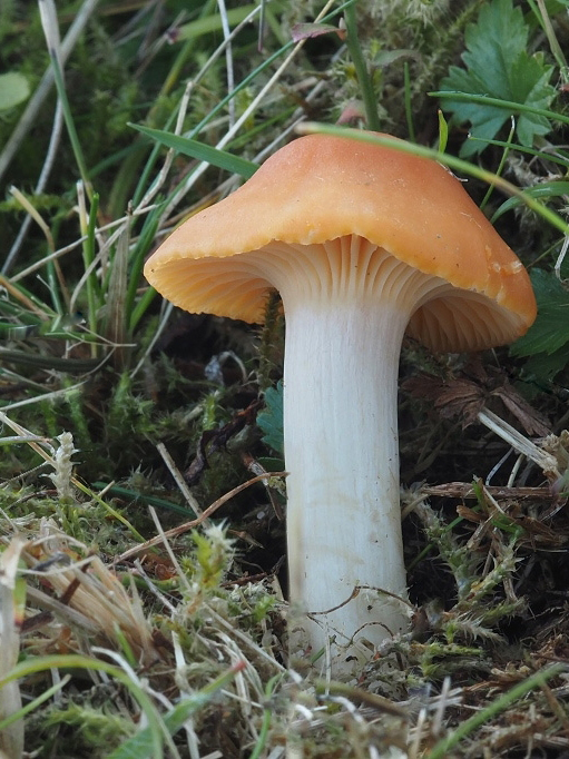 lúčnica statná Cuphophyllus pratensis (Fr.) Bon