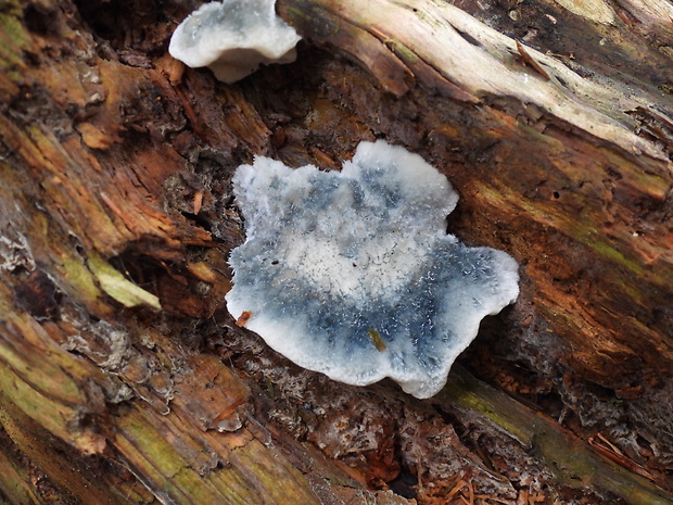 šťavnatec modrastý Cyanosporus caesius (Schrad.) McGinty