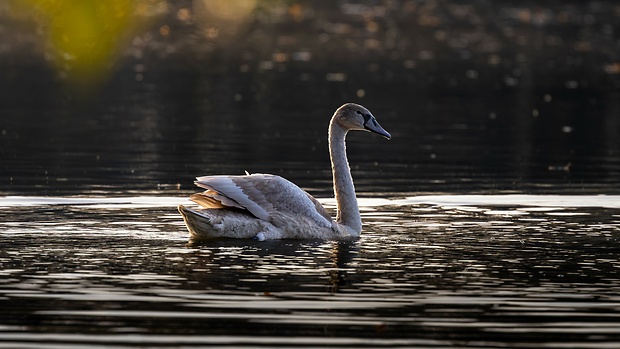 labuť hrbozobá Cygnus olor