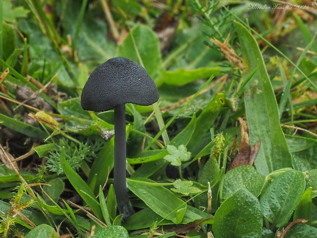 hodvábnica Entoloma chalybeum (Pers.) Noordel.