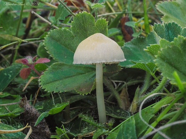 hodvábnica Entoloma sericellum (Fr.) P. Kumm.