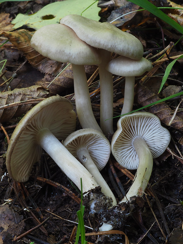 hodvábnica Entoloma sp.