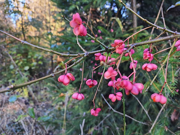 bršlen európsky Euonymus europaeus L.