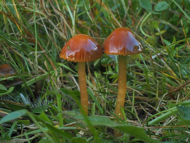 lúčnica žltozelená Gliophorus psittacinus (Schaeff.) Herink