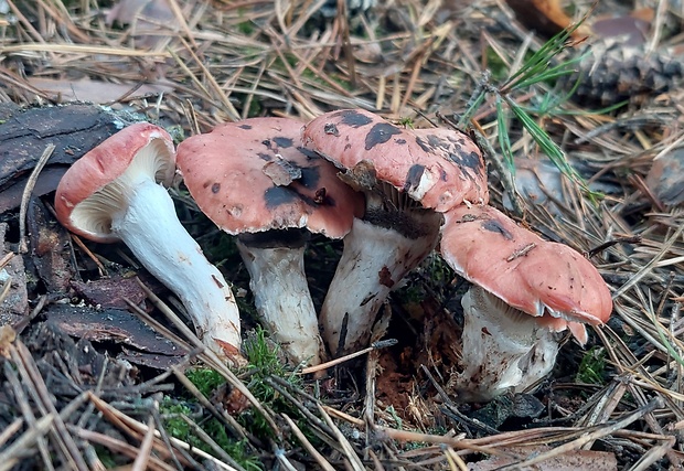 sliziak ružový Gomphidius roseus (Fr.) Oudem.