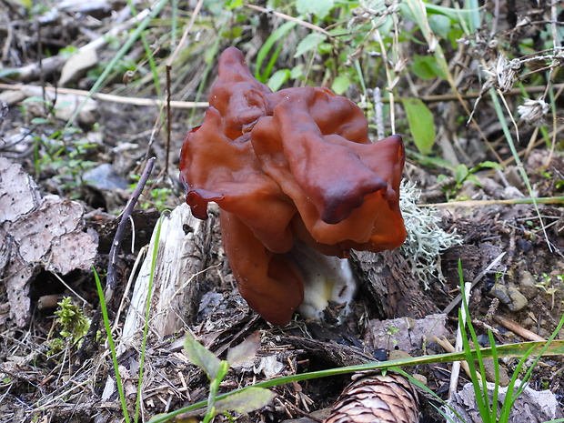 ušiak mitrovitý Gyromitra infula (Schaeff.) Quél.