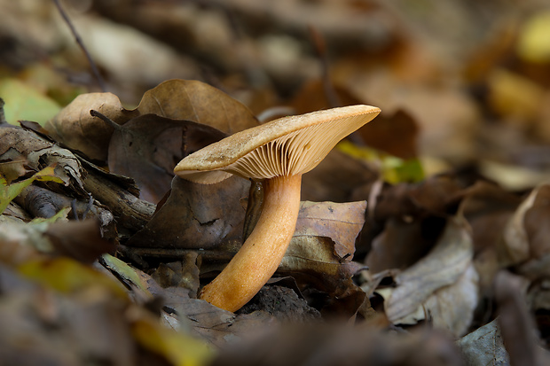 rýdzik Lactarius sp.