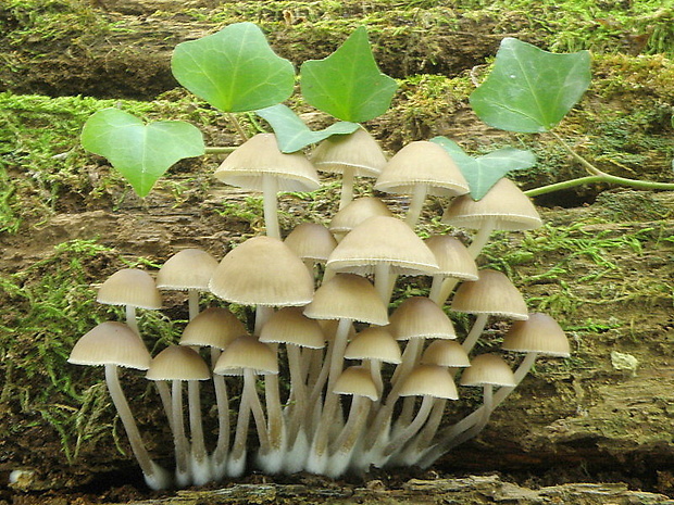 prilbička Mycena sp.