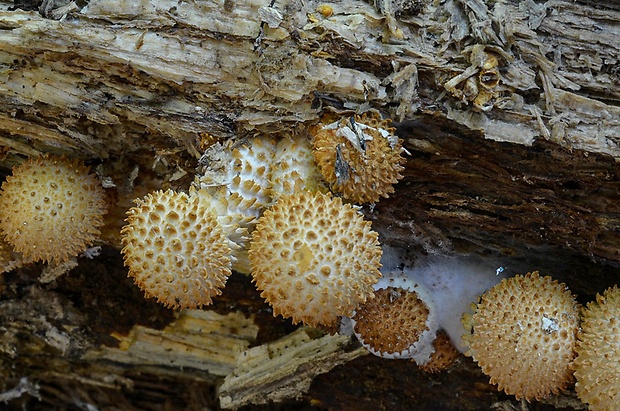 šupinovka šupinatá Pholiota squarrosa (Vahl) P. Kumm.