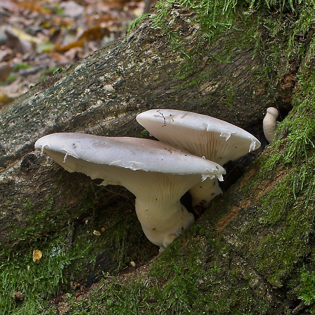 hliva dubová Pleurotus dryinus (Pers.) P. Kumm.