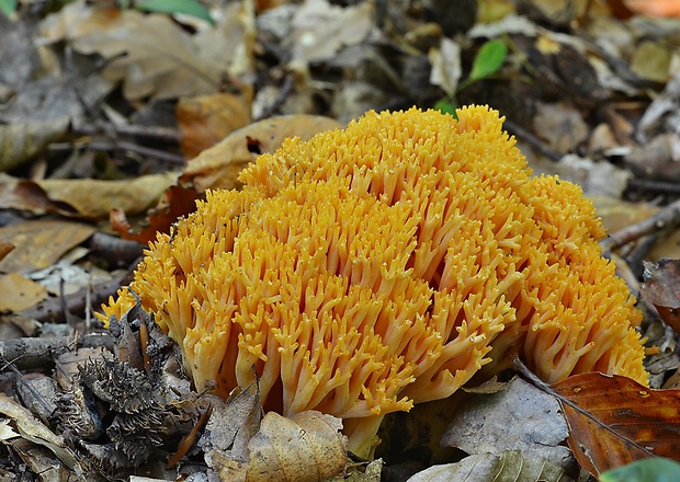 strapačka zlatožltá Ramaria aurea (Schaeff.) Quél.