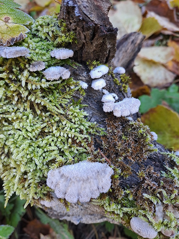 klanolupeňovka obyčajná  Schizophyllum commune  Fr.