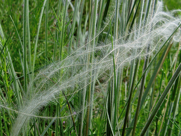 kavyľ chlpatý Stipa dasyphylla (Lindem.) Trautv.