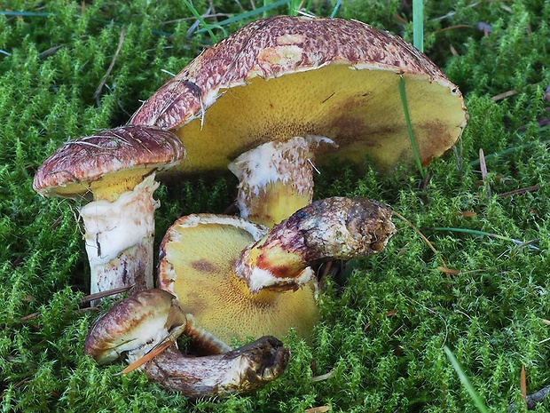 masliak duglaskový Suillus lakei (Murrill) A.H. Sm. & Thiers