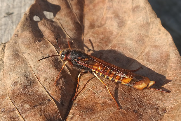 pílovka listnáčová (pilořitka listnáčová-cz)   Tremex fuscicornis Fabricius, 1787