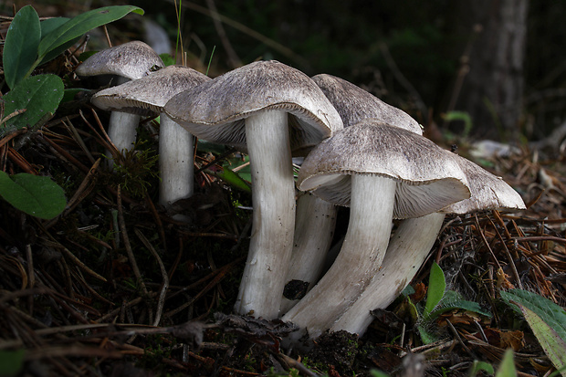 čírovka zemná Tricholoma terreum (Schaeff.) P. Kumm.