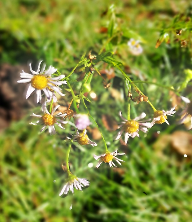 parumanček nevoňavý Tripleurospermum perforatum (Mérat) M. Lainz